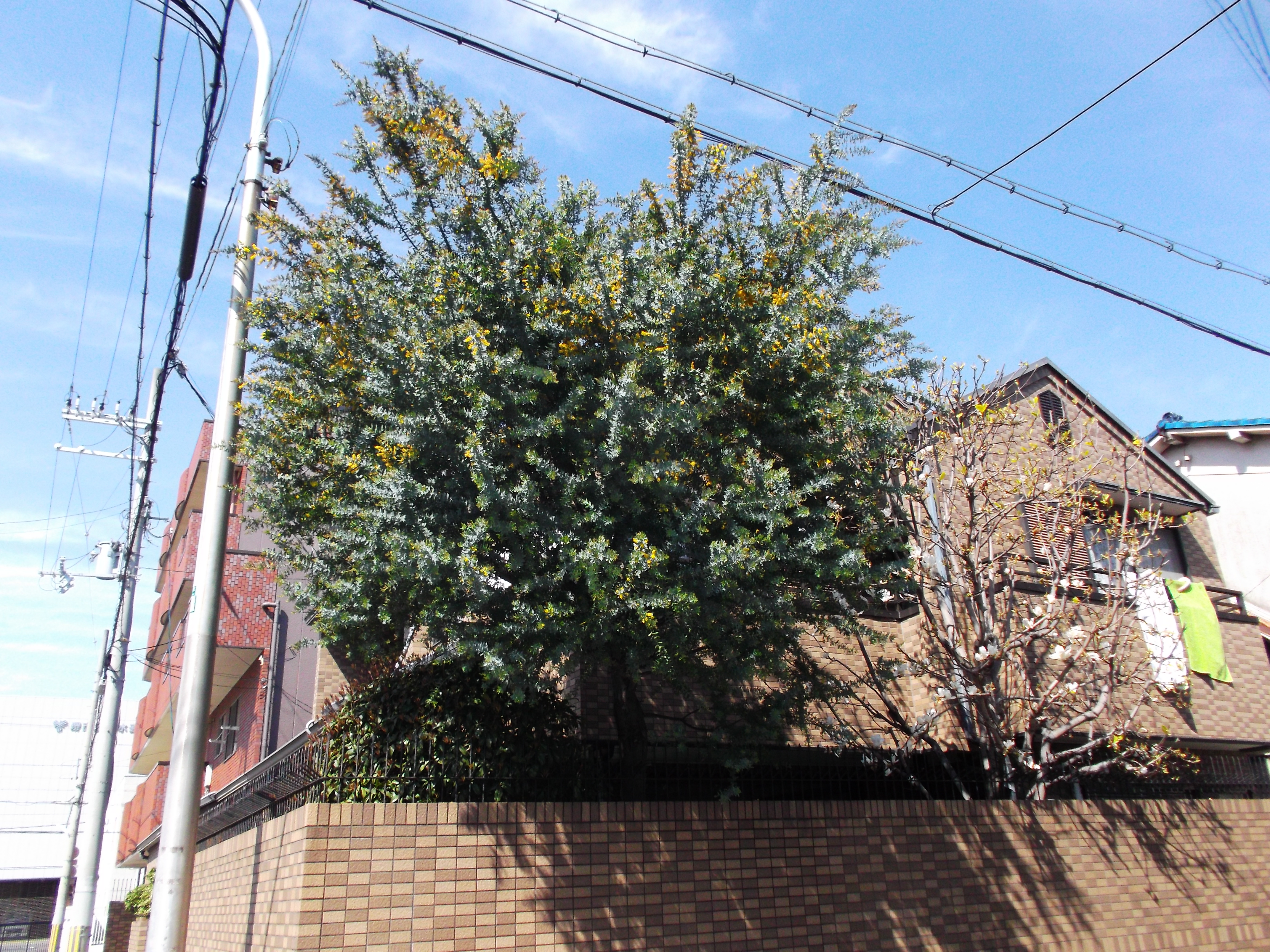 枯れやすいミモザを自然樹形で剪定 大阪府堺市北区 アーバングリーン 緑都庭園