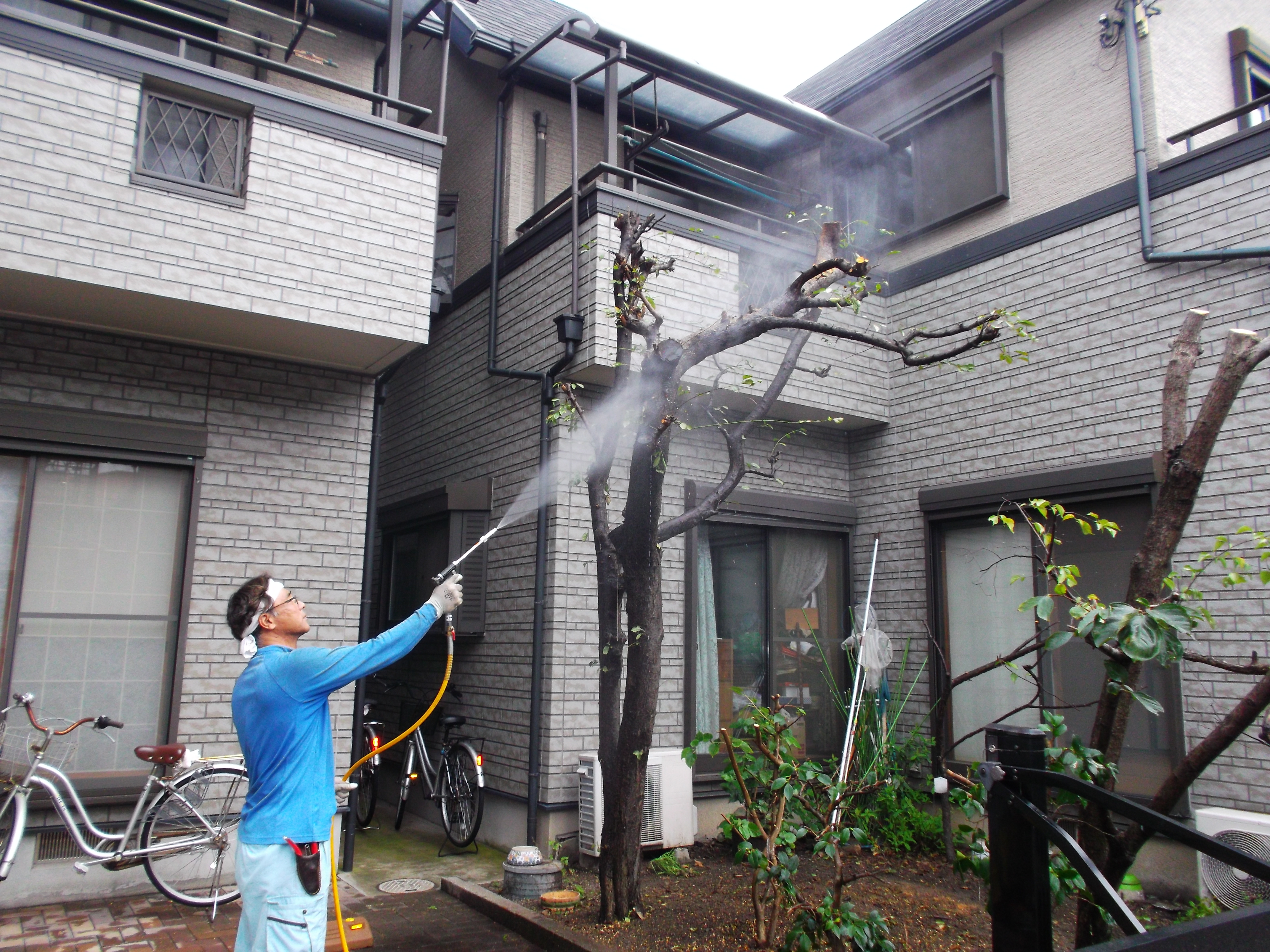8mのスモモや5mのカキなどの剪定 堺市 アーバングリーン 緑都庭園