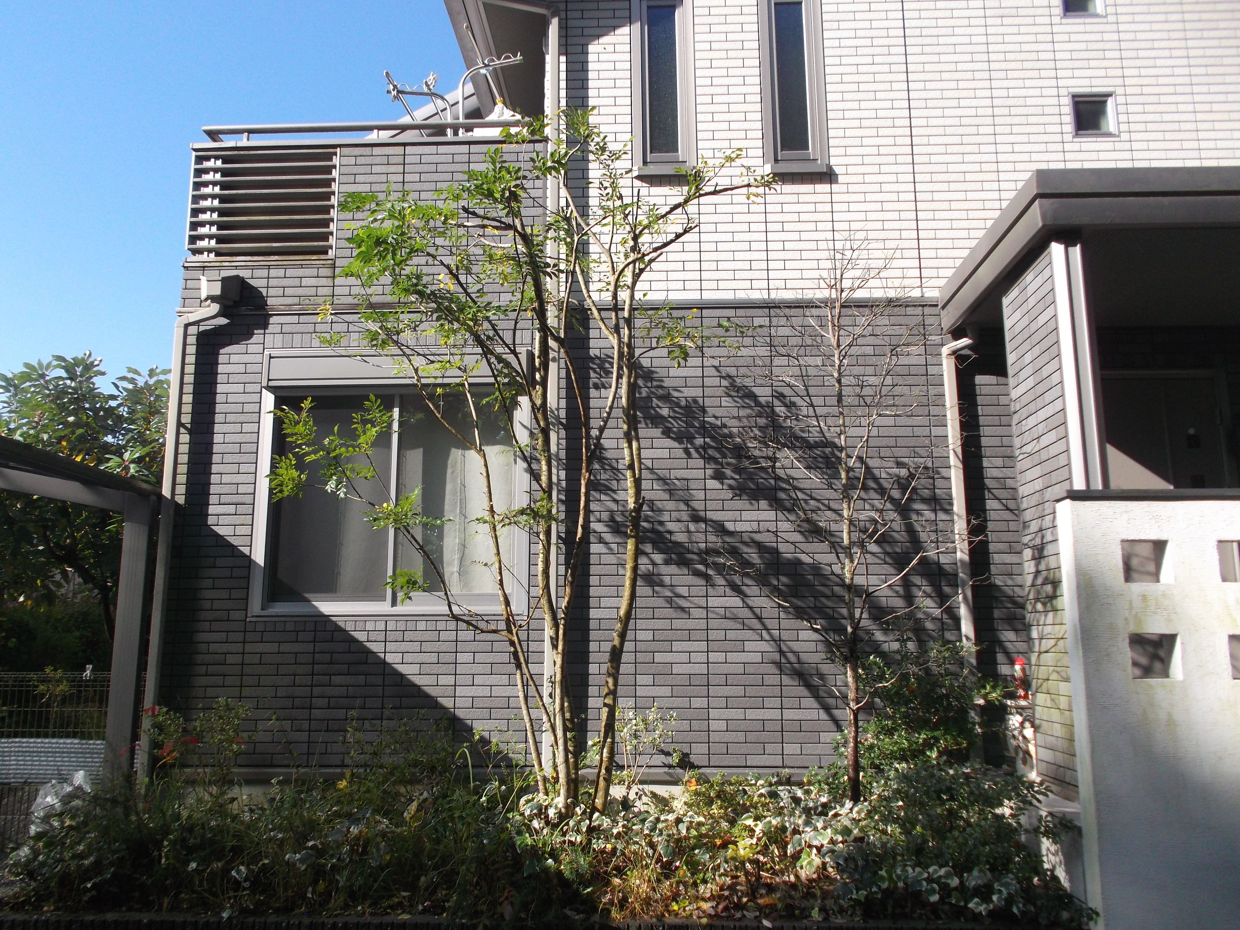 シマトネリコを強剪定して花水木の日当たりを改善 生駒市 アーバングリーン 緑都庭園