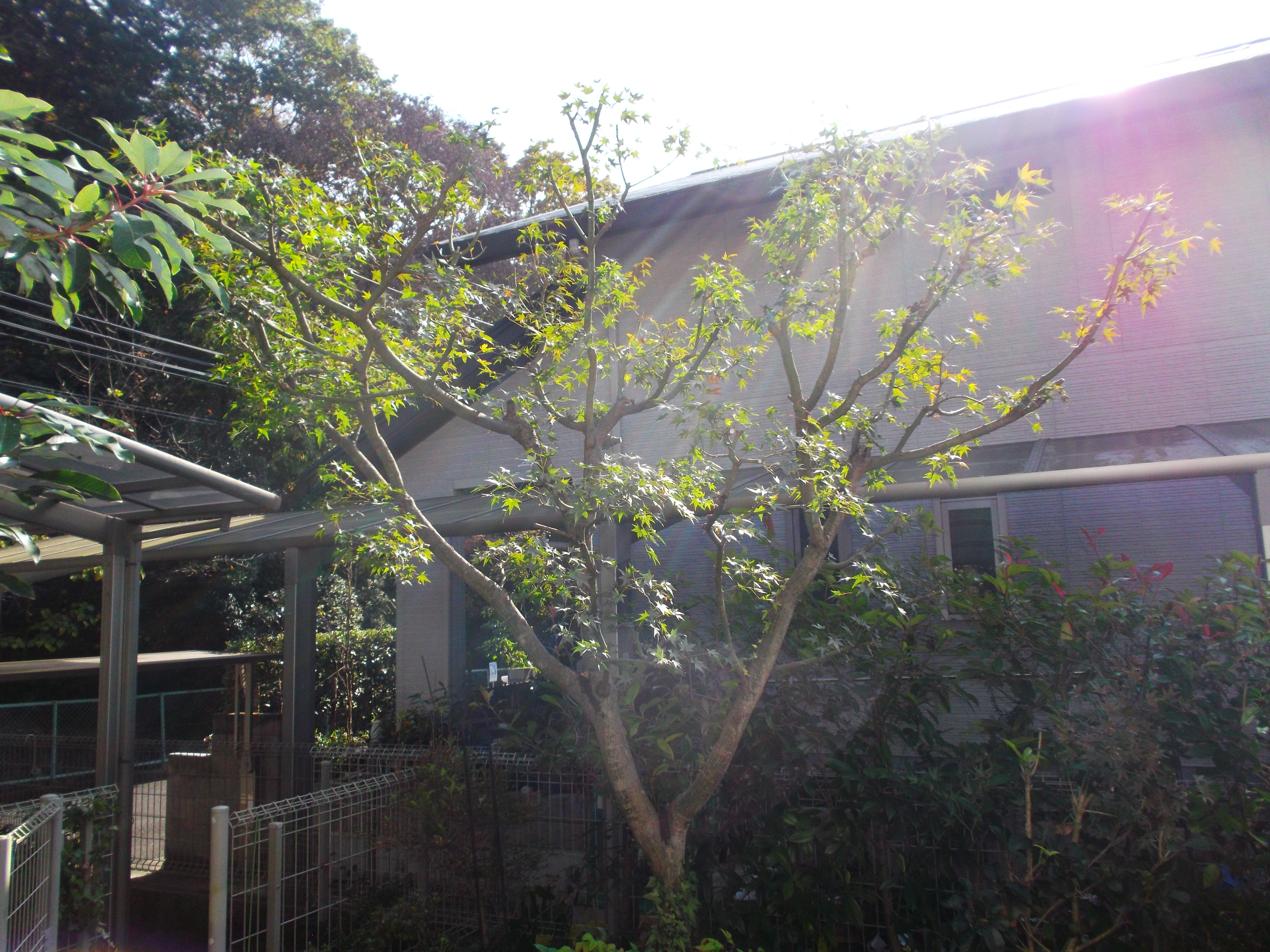 シマトネリコを強剪定して花水木の日当たりを改善 生駒市 アーバングリーン 緑都庭園