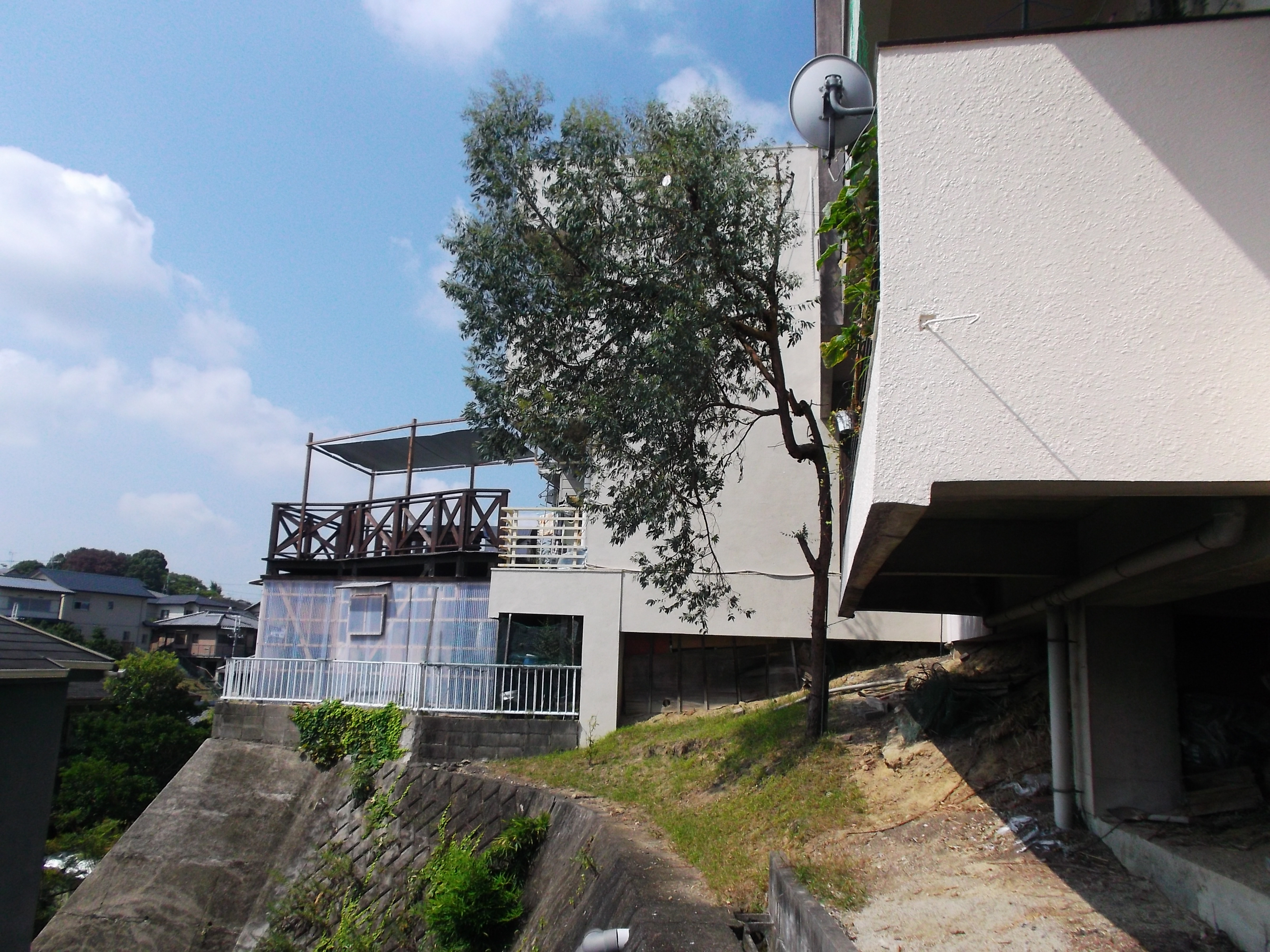 大きくなりすぎて手をつけられなくなったユーカリを伐採 生駒市 アーバングリーン 緑都庭園