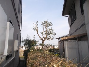 6mのクロガネモチを風通し良く剪定 阪南市 アーバングリーン 緑都庭園