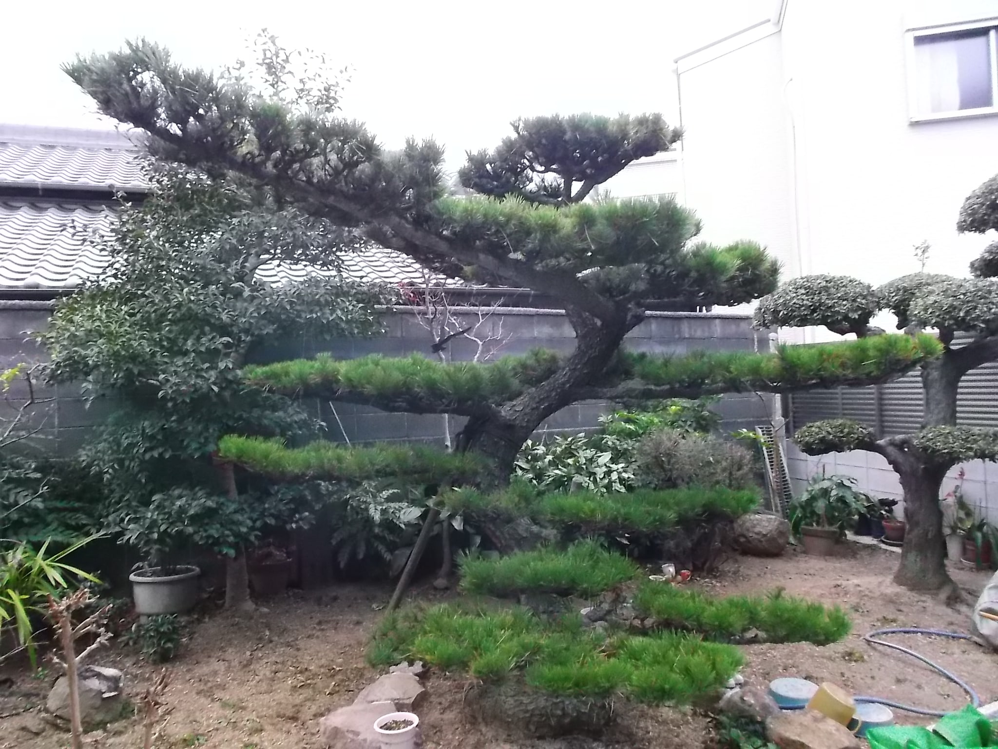 盆栽から大きく育った松の木をキレイに剪定 岸和田市 アーバングリーン 緑都庭園