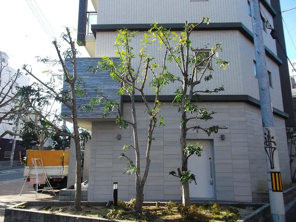 マンション植栽のシマトネリコを計7 8本剪定 大阪市天王寺区 アーバングリーン 緑都庭園