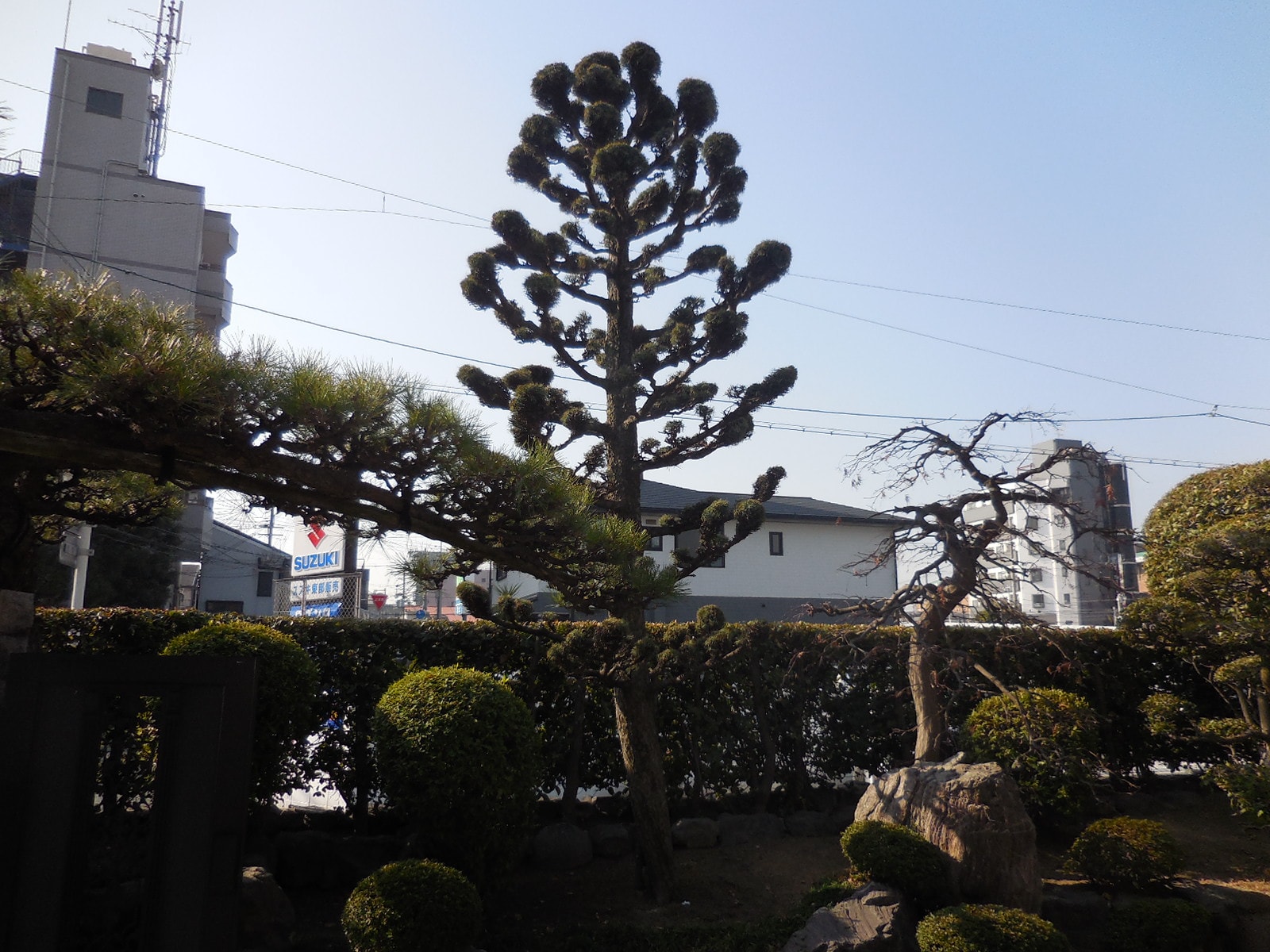 藤井寺市でクロガネモチなどの植木を伐採 相続に備えた庭の整理 アーバングリーン 緑都庭園
