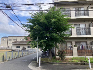 マンションのベランダまで伸びたケヤキの枝の強剪定｜大阪市平野区