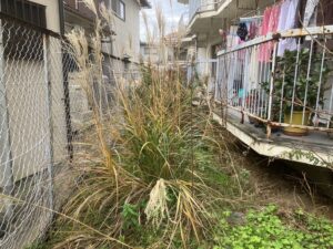 マンションのベランダまで入ってくる庭の雑草を草刈り｜大阪府泉佐野市