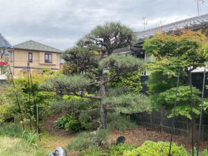 松とカイヅカイブキの剪定｜以前に頼んでいた植木屋さんが廃業され困っている