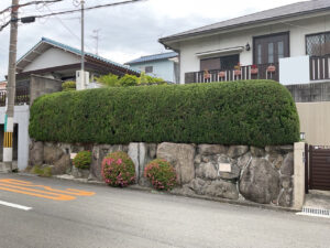 松とカイヅカイブキの剪定｜以前に頼んでいた植木屋さんが廃業され困っている