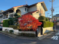 カイヅカイブキ生垣、モミジ、キンモクセイの剪定｜植木屋さんが廃業され困っている｜大阪府河内長野市