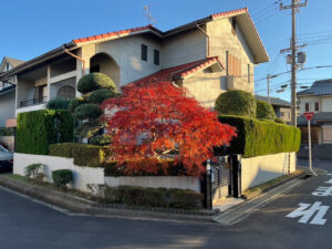 カイヅカイブキ生垣、モミジ、キンモクセイの剪定|植木屋さんが廃業され困っている|大阪府河内長野市