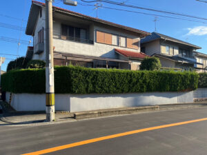 カイヅカイブキ生垣、モミジ、キンモクセイの剪定|植木屋さんが廃業され困っている|大阪府河内長野市
