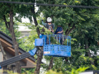 庭木の伐採費用が100万円超え!? 高額見積もりの理由と安く抑える対処法